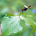 Trillium Blossoming