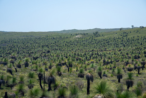 A large Grove Of Grass Trees.