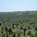 A large Grove Of Grass Trees.