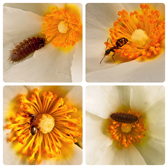 Woodlice and Ants on Cistus Flower Woodlice and Ants on Cistus Flower