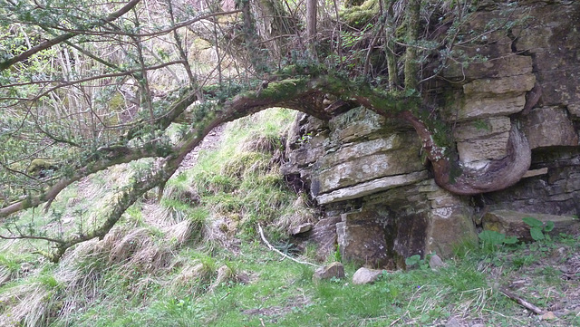 wcl - tree and rock [2 of 2]