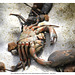 Dead crab underside Peacehaven 18 9 2014