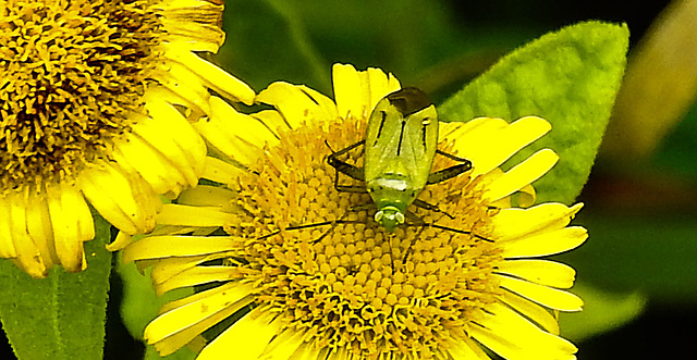 20230810 3791CPw [D~MS] Großes Flohkraut (Pulicaria dysenterica), Vierpunktige Zierwanze (Adelphocoris quadripunctatus), Rieselfelder Münster