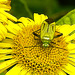 20230810 3791CPw [D~MS] Großes Flohkraut (Pulicaria dysenterica), Vierpunktige Zierwanze (Adelphocoris quadripunctatus), Rieselfelder Münster