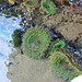 Giant Green Anemone