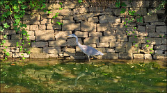 HWW................ HWW................