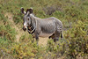 Grevy's Zebra