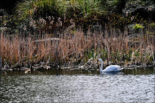 The Ugly Duckling ...