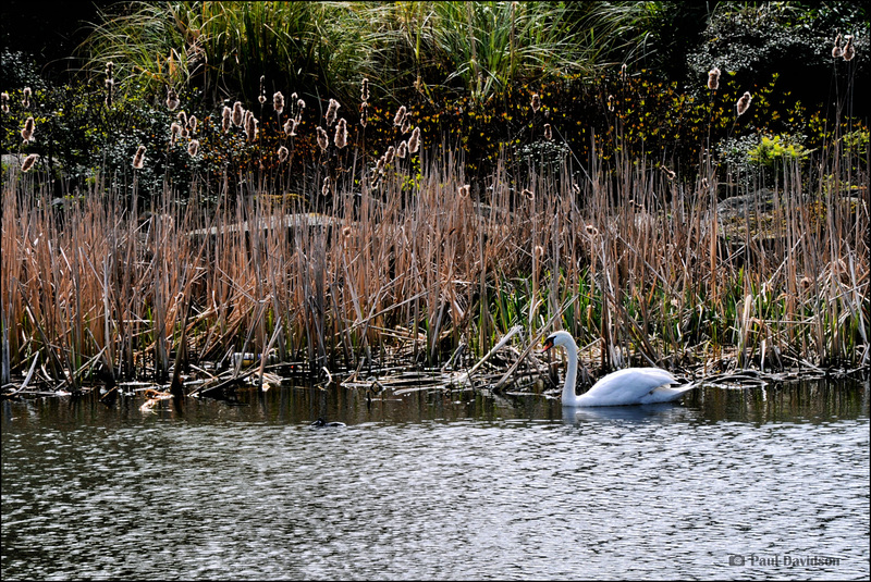 The Ugly Duckling ...