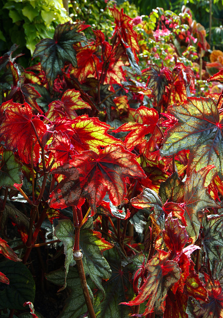 Backlit begonias