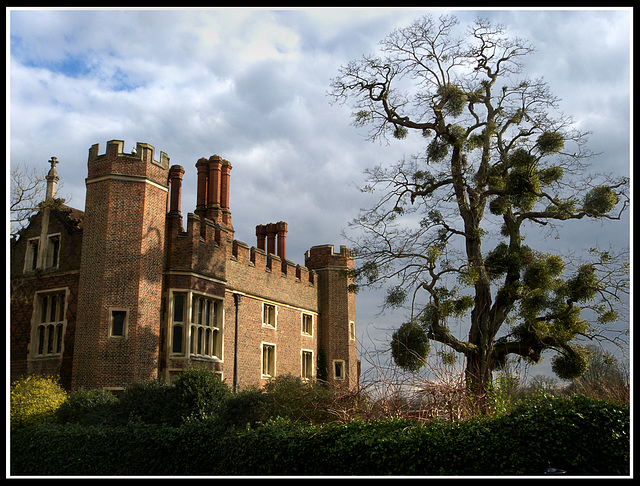Mistletoe at Hampton Court