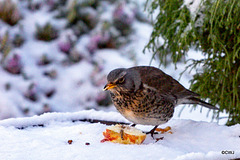 Fieldfare