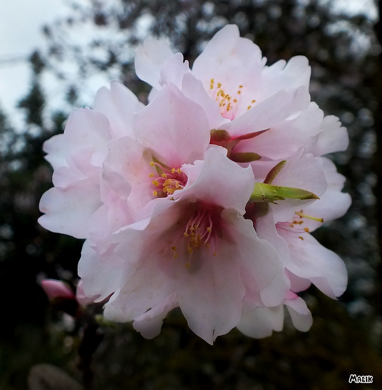 Fleur  Amandier