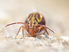 Dicyrtomina saundersi