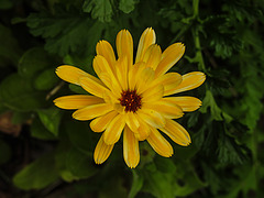 20200520 7548CPw [D~LIP] Ringelblume (Calendula officinalis), Bad Salzuflen