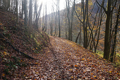 Rundweg: Rund um Lonau II
