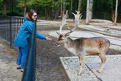 Albania, Llogara, Sika Deer Feeding