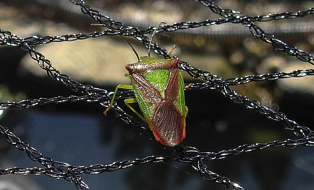 20210618 0958CPw [D~LIP] Stachelwanze (Acanthosoma haemorrhoidale), Bad Salzuflen