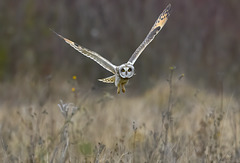 Hibou des marais - short eared Owl