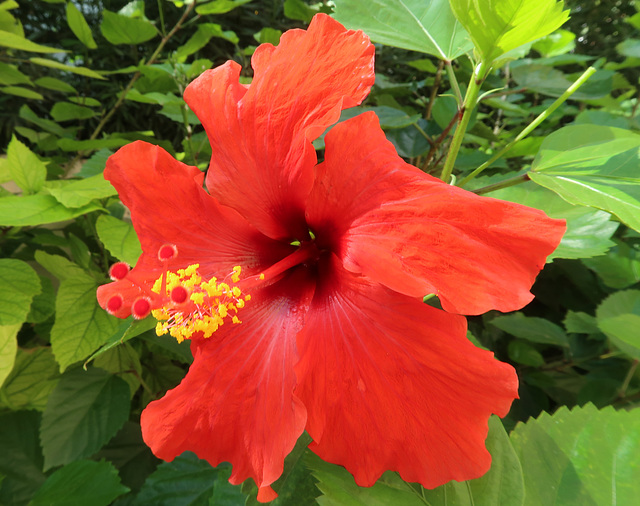 Hibiscus