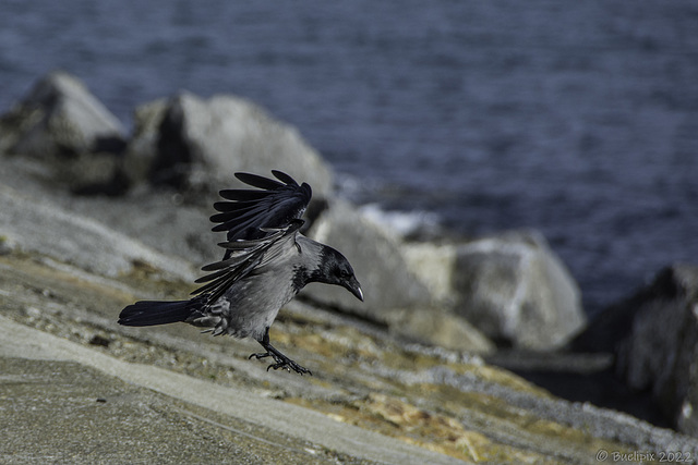 Landeanflug auf's East Pier (© Buelipix)