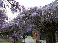 La glycine de l’hôtel de Saint Valéry en Caux ( 76  )