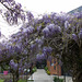 La glycine de l’hôtel de Saint Valéry en Caux ( 76  )