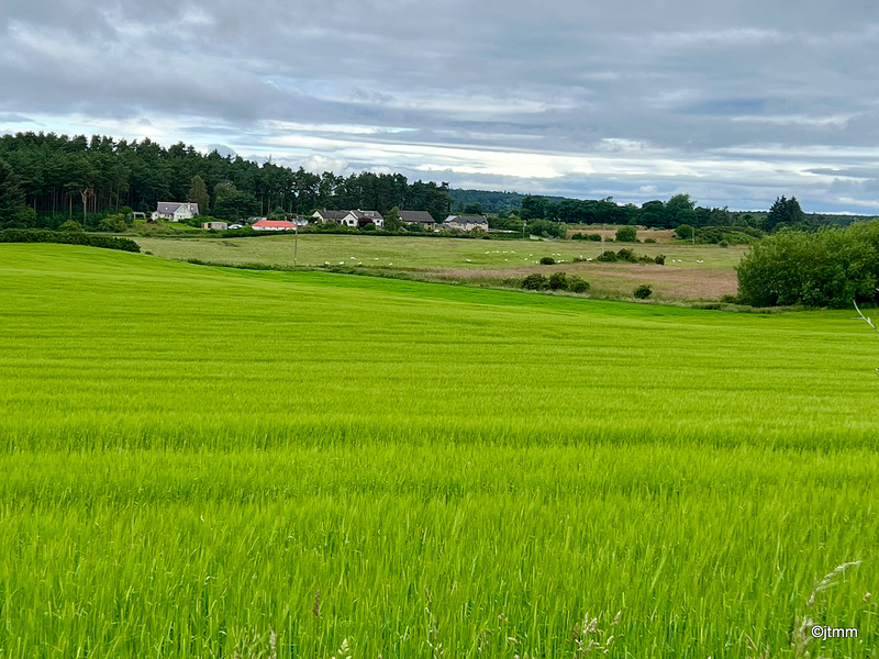 Green grows the Barley oh!