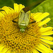 20230810 3792CPw [D~MS] Großes Flohkraut (Pulicaria dysenterica), Vierpunktige Zierwanze (Adelphocoris quadripunctatus), Rieselfelder Münster
