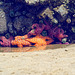 Ochre Sea Star