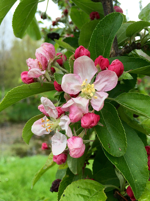 Crab apple blossom