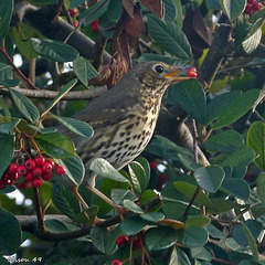 Dans mon jardin