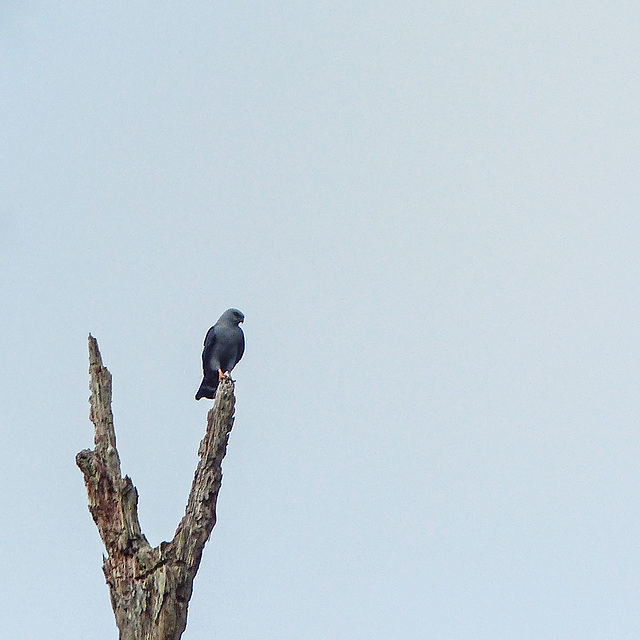 Plumbeous Kite, Trinidad