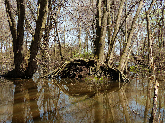 Swamp, Pt Pelee, Ontario