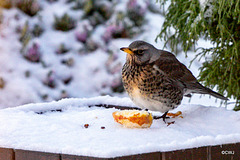 Fieldfare