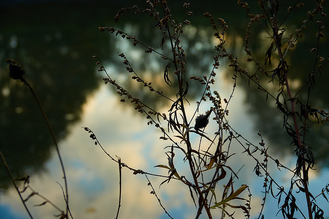 At The Waters Edge