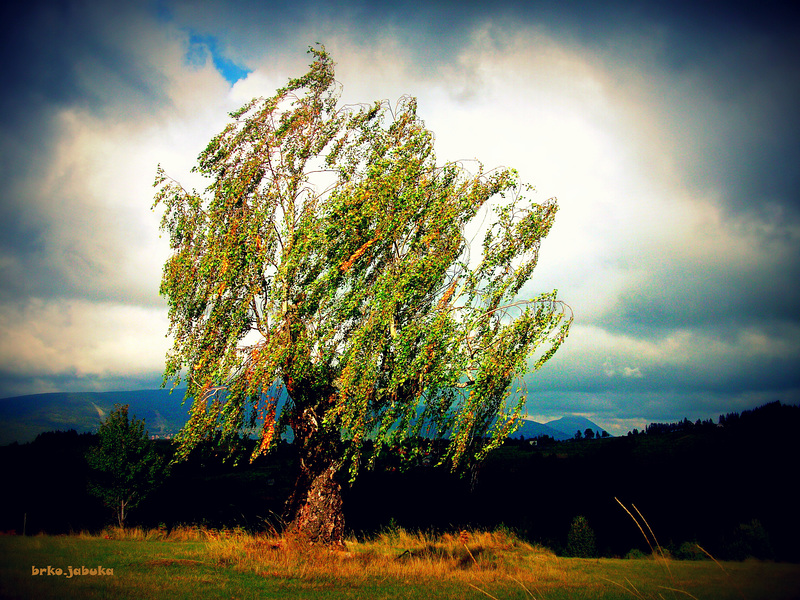 Solitary and sad birch