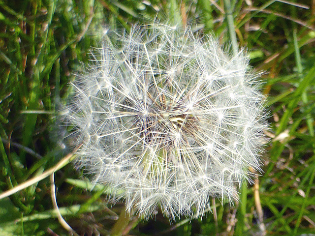 Dandelion seed head