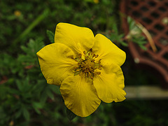 20200520 7549CPw [D~LIP] Fingerstrauch (Potentilla fruticosa), Bad Salzuflen