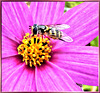 Hoverfly on Cosmea... ©UdoSm