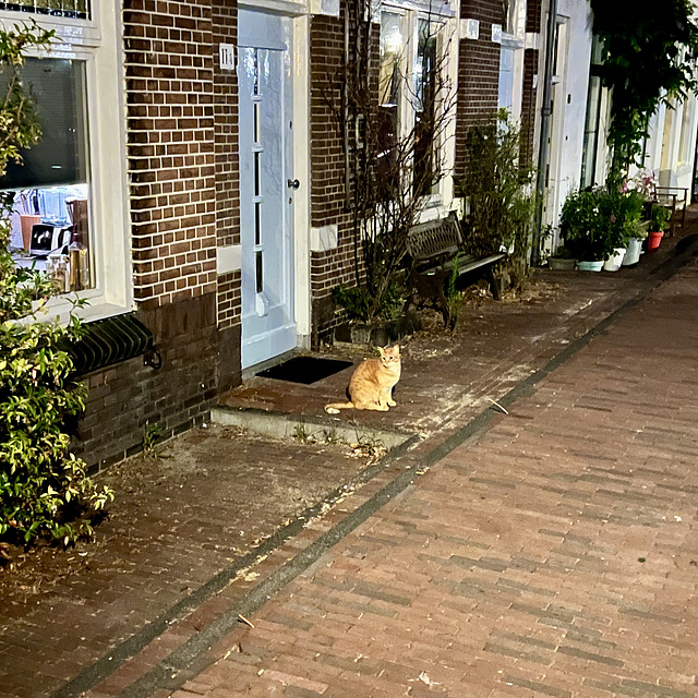 Cat guards the door