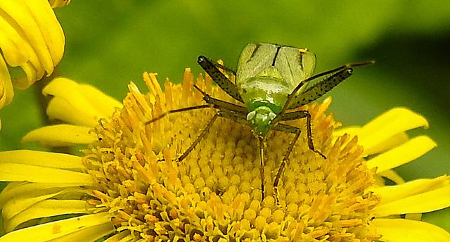 20230810 3793CPw [D~MS] Großes Flohkraut (Pulicaria dysenterica), Vierpunktige Zierwanze (Adelphocoris quadripunctatus), Rieselfelder Münster