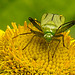 20230810 3793CPw [D~MS] Großes Flohkraut (Pulicaria dysenterica), Vierpunktige Zierwanze (Adelphocoris quadripunctatus), Rieselfelder Münster
