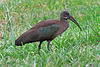 Hadada Ibis
