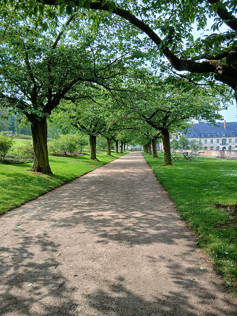 L’allée  des cerisiers , aux jardins et l’abbaye  de Valloires , à Argoules (80)