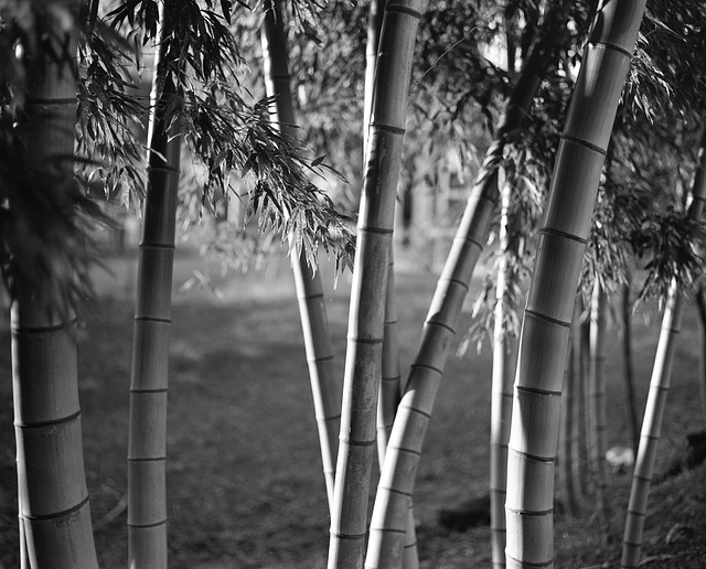 Bamboo_14