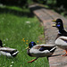 Les canards du Pré Catelan