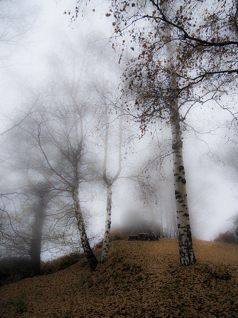 The tops of birch trees vanish in the fog