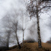 The tops of birch trees vanish in the fog