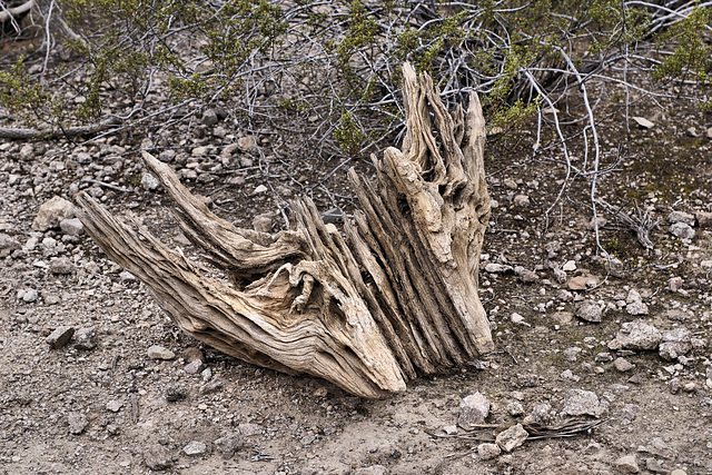 Fallen Saguaro, Take #2 – Desert Botanical Garden, Papago Park, Phoenix, Arizona